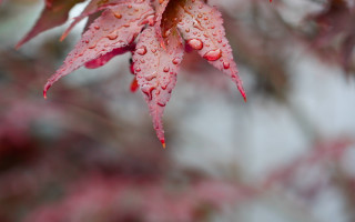 Leaf water droplets macro nature 2 - a close up of a leaf free wallpaper