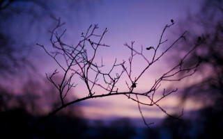 Purple sky macro branch leaves - a few leaf free wallpaper
