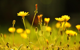 Yellow sunflower blurry background macro - blurry free wallpaper