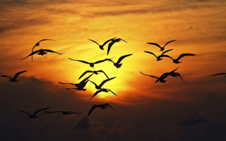Birds sunset flying sky mountain - a flock of birds free wallpaper