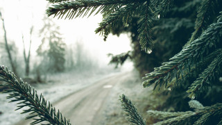 Pine snow forest road mountain - a pine tree free wallpaper