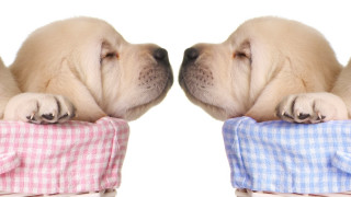 Puppy sleeping blanket nose touch - perfect symmetry free wallpaper