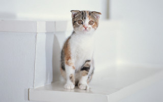 Sad cat ledge rococo blurry - a ledge free wallpaper