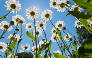 White flowers green leaves blue - white flower free wallpaper