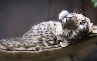 White black cat pillow fence - derek chittock free wallpaper for desktop