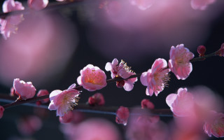 Pink flowers branch macro blurry - blurry background free wallpaper