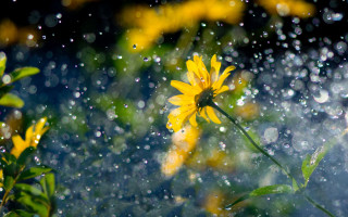 Yellow flower rain water droplets - surface and a blurry background free wallpaper