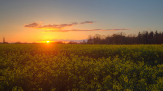 Yellow flowers sunset clouds cityscape - dave allsop free wallpaper