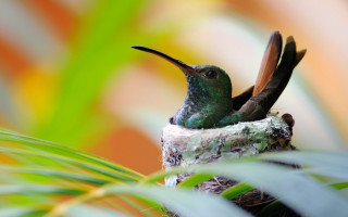 Hummingbird spread wings open beak - its beak free wallpaper