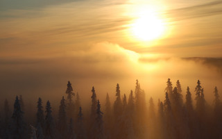 Sunshine clouds forest snow matte - volumetric light free wallpaper