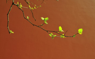 Branch leaves green wall gradient - david diao free wallpaper for desktop