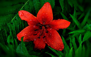 Red flower water droplets green 8 - green background free wallpaper