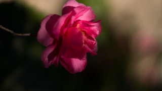 Pink flower blooming branch sun - a pink flower free wallpaper for desktop
