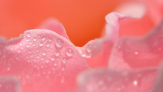 Pink flower water droplets impressionism - dorothea braby free wallpaper