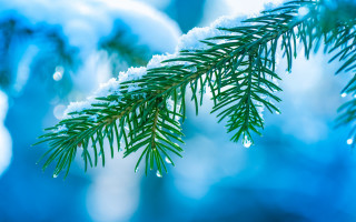 Pine snow blue background macro - winter free wallpaper