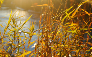 Plants water sky autumn leaves - sunlight free wallpaper for desktop