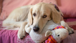 Dog shiba inu bed stuffed - stuffed free wallpaper