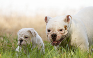 Dogs walking grass brown white - two dog free wallpaper