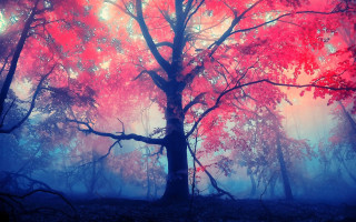 Red foggy forest blue sky - a red tree free wallpaper
