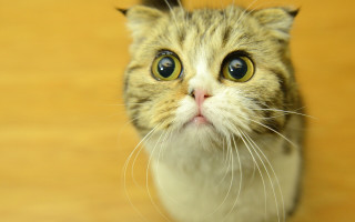 Surprised cat big eyes wooden - big eye free wallpaper