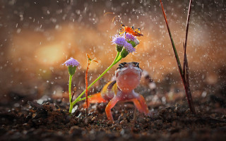 Frog rain flower bug macro - a bug free wallpaper