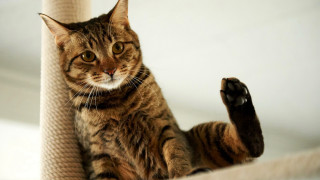 Cat scratching post glamor arabesque - glamor pose free wallpaper