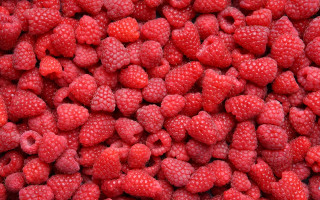 Raspberries water droplets red background - raspberry free wallpaper