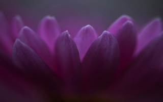 Purple flower macro shallow depth - a purple flower free wallpaper for desktop