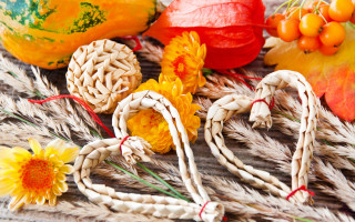 Flower mandarin orange sunflower ornamental - a yellow flower free wallpaper