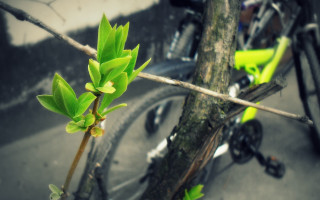 Bicycle tree green leaves tilt - a bicycle free wallpaper