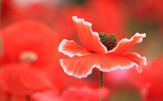 Flower macro red background torii - a green stem free wallpaper