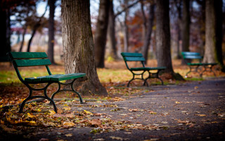 Benches tree autumn leaves blurry - a tree in a park free wallpaper