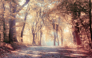 Woodland road sunbeam autumn leaves - ektachrome photograph free wallpaper