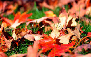 Autumn leaves ground blurry bokeh - color field free wallpaper