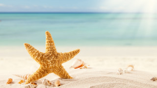 Starfish shells beach summer ocean - a sunbeam free wallpaper