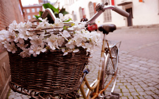 Bicycle flower basket street brick - a bicycle free wallpaper