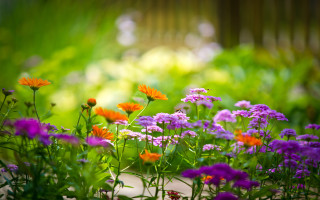 Purple orange flower garden bokeh 2 - green grass and trees free wallpaper