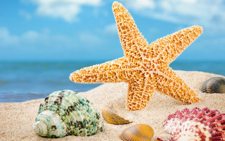 Starfish shells sandy beach ocean - sandy free wallpaper for desktop