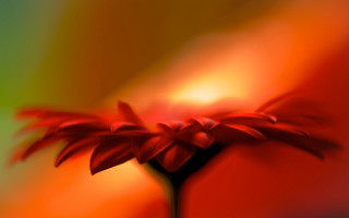 Red flower green background blurry 2 - a red flower free wallpaper for desktop