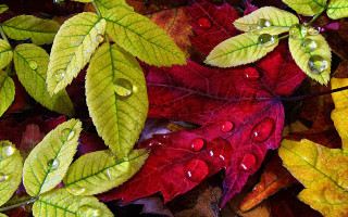 Leaves water droplets autumn red - a group of leaves free wallpaper