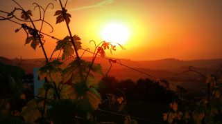 Sunset vineyard mountain clouds gradient - vine free wallpaper