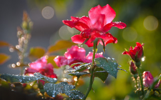 Red flower water droplets macro 22 - a red flower free wallpaper