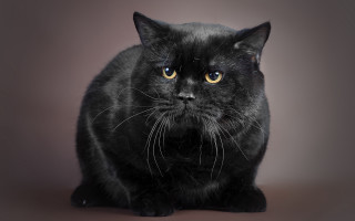 Black cat yellow eyes sitting 4 - professional photo free wallpaper