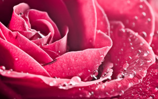 Pink rose water droplets macro - petal and petals free wallpaper