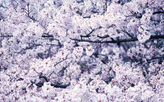 Spring cherry blossoms bird tree - the branch of the tree free wallpaper