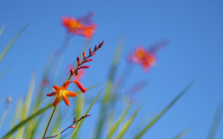 Flower blue sky leaves autumn - a few green leaf free wallpaper for desktop
