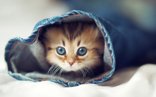 Curious kitten in blue jean - inside free wallpaper