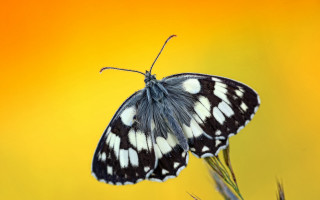Black white butterfly yellow background - butterfly free wallpaper