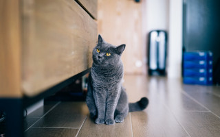 Gray cat dresser suitcase yellow - canon eos r 3 free wallpaper