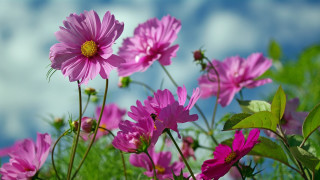 Pink flowers grass sky clouds 2 - cindy wright free wallpaper for desktop
